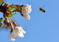 Air Pollution Prevents Pollinators from Finding Flowers
