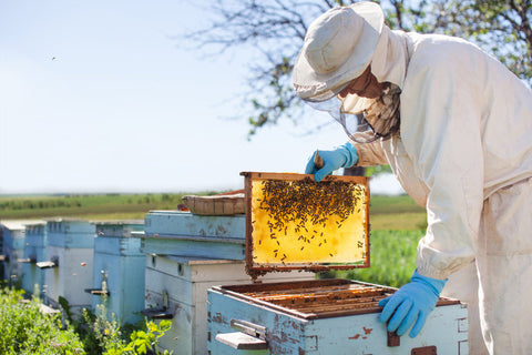 Darwinian Beekeeping Could Help Save Honeybees