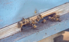 Bees Need Mentors In Order to Waggle Dance Correctly