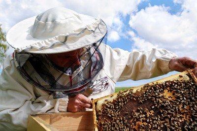 First Vaccine for Honey Bees