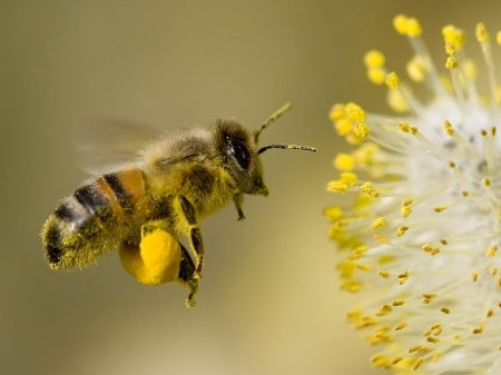 Why Fall Is a Busy Time for Bees