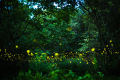 Help Save Fireflies