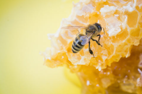 Help Is on the Way for Honey Bees