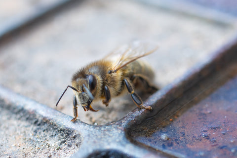 Honey Bees Can Be Trained to Detect COVID
